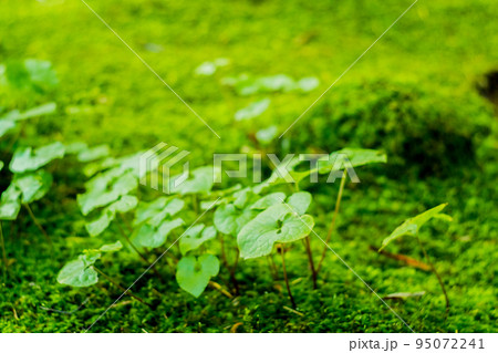 京都市右京区祇王寺で撮影した新緑に満たされた境内 京都市右京区祇王寺で撮影した新緑に満たされた境内 95072241