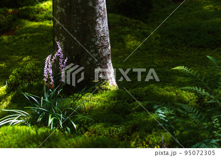 京都市右京区祇王寺で撮影した新緑に満たされた境内 95072305