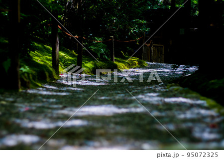 京都市右京区祇王寺で撮影した新緑に満たされた境内 京都市右京区祇王寺で撮影した新緑に満たされた境内 95072325