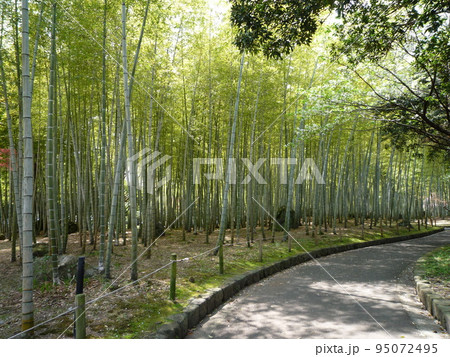 竹林のある風景 95072495