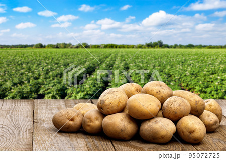 heap of potatoes on wooden table with agriculture field heap of potatoes on wooden table with agriculture field 95072725