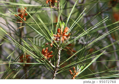 Cedar cones hang on the branches of the Liain cedar. Cedar cones hang on the branches of the Liain cedar. 95072768