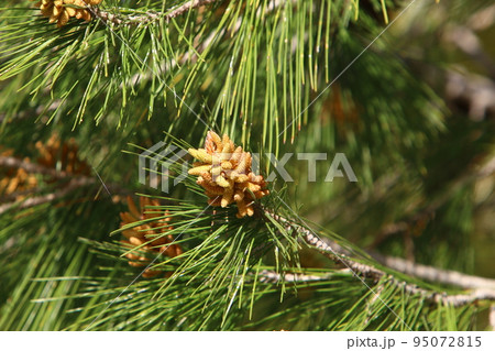 Cedar cones hang on the branches of the Liain cedar. Cedar cones hang on the branches of the Liain cedar. 95072815