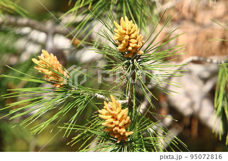 Cedar cones hang on the branches of the Liain cedar. Cedar cones hang on the branches of the Liain cedar. 95072816