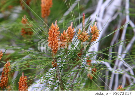 Cedar cones hang on the branches of the Liain cedar. 95072817