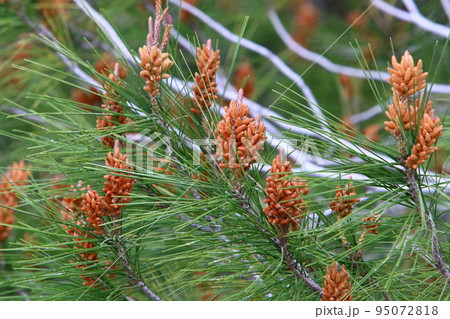 Cedar cones hang on the branches of the Liain cedar. Cedar cones hang on the branches of the Liain cedar. 95072818