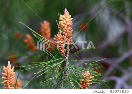 Cedar cones hang on the branches of the Liain cedar. Cedar cones hang on the branches of the Liain cedar. 95072819