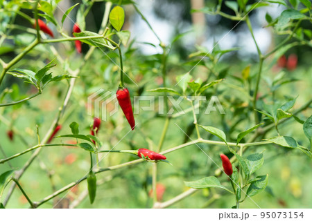 Chilli peppers or red and green chilies in farm 95073154