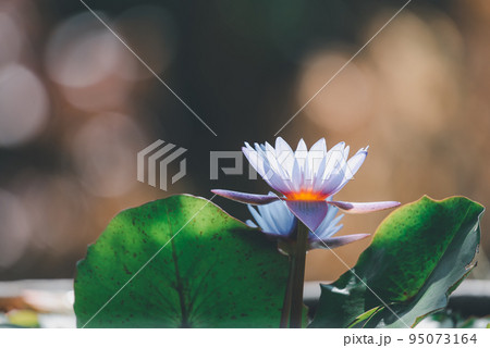 Lotus flower (Tropical water-lily) 95073164