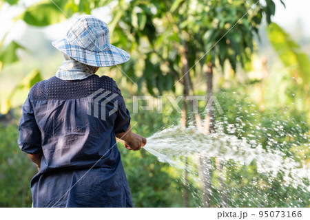 Woman gardener watering plants and trees in garden Woman gardener watering plants and trees in garden 95073166