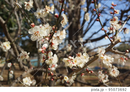 梅の花 95073692