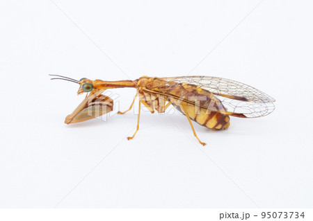 カマキリモドキ　（ヒメカマキリモドキ）　 95073734