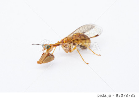 カマキリモドキ　（ヒメカマキリモドキ）　 95073735
