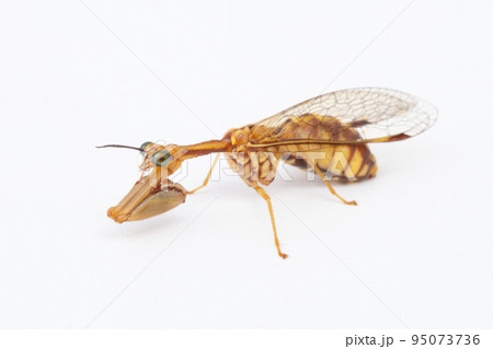 カマキリモドキ　（ヒメカマキリモドキ）　 95073736