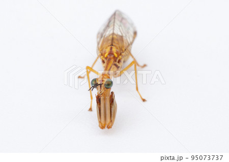 カマキリモドキ　（ヒメカマキリモドキ）　 95073737