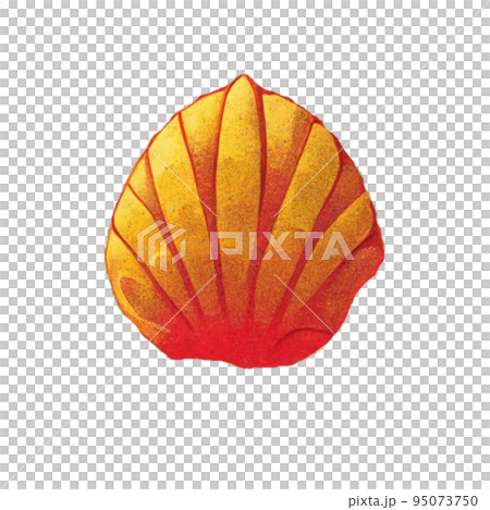 Seashell Seashell 95073750