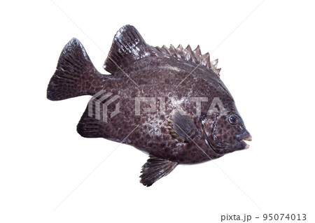 イシガキダイ(石垣鯛) 95074013