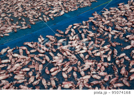 Dried squid or octopus at Thai seafood market 95074168