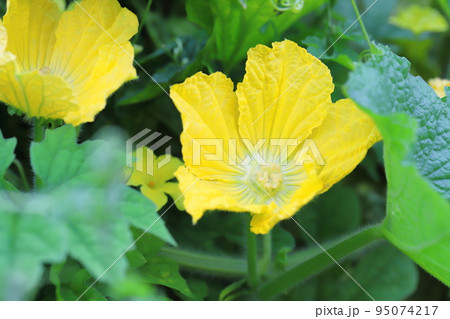 南瓜（かぼちゃ）の花 95074217