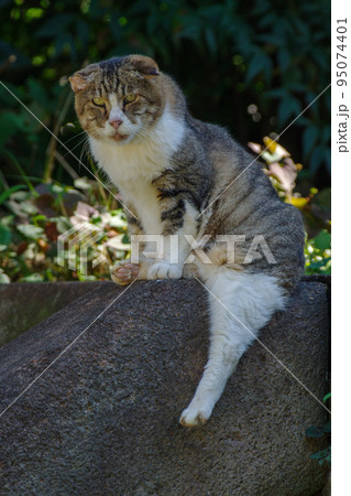 ねこがのんびりと過ごす 95074401