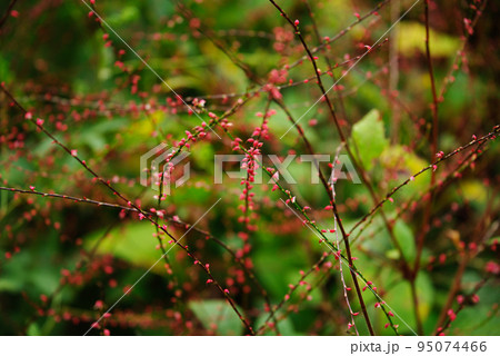 ミズヒキの小さな赤い花 ミズヒキの小さな赤い花 95074466