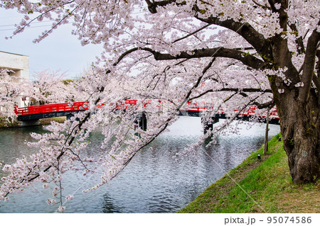 青森県 弘前公園の満開桜 ~西濠と春陽橋~ 青森県 弘前公園の満開桜 ~西濠と春陽橋~ 95074586