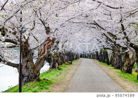 青森県　弘前公園の満開桜　～桜のトンネル～ 95074589