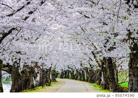 青森県　弘前公園の満開桜　～桜のトンネル～ 95074590