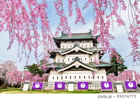 青森県　弘前公園の満開桜　～天守～ 95074773