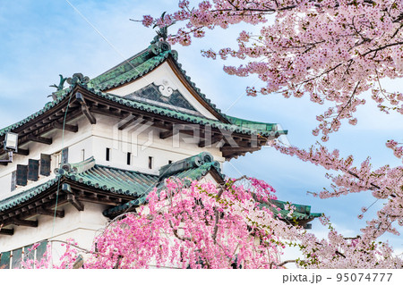 青森県 弘前公園の満開桜 ~天守~ 青森県 弘前公園の満開桜 ~天守~ 95074777