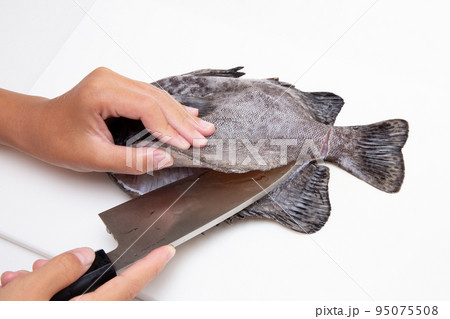 魚をさばく 95075508