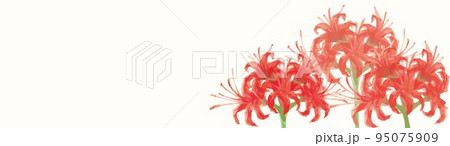 赤い彼岸花のバナー 秋 フレーム 背景 コピースペース 手描き 水彩 イラスト素材 赤い彼岸花のバナー 秋 フレーム 背景 コピースペース 手描き 水彩 イラスト素材 95075909