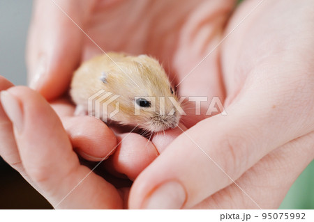 a small and cute red hamster in female hands. taking care of pets.  95075992