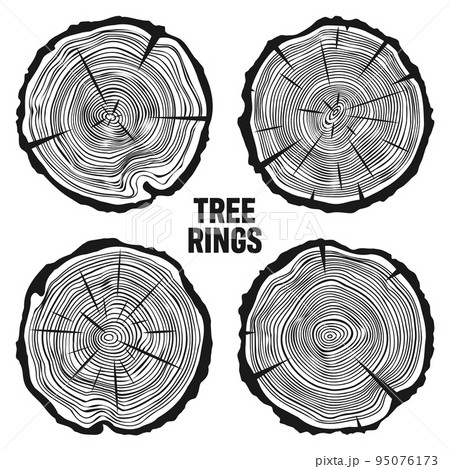 Round tree trunk cuts with cracks, sawn pine or oak slices, lumber. Saw cut timber, wood. Wooden texture with tree rings. Hand drawn sketch. Vector illustration 95076173