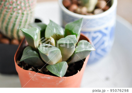 Haworthia ,Haworthia akanko or cactus or succulent Haworthia ,Haworthia akanko or cactus or succulent 95076298