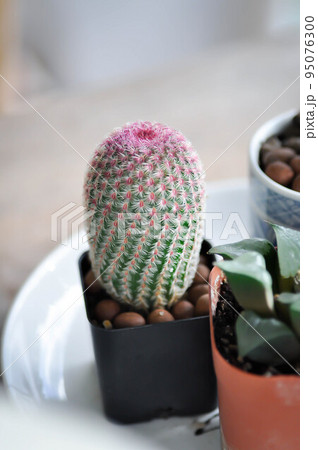 echinocereus pectinatus rubispinus,echinocereus pectinatus or pink cactus or cactus , succulent plant and Haworthia echinocereus pectinatus rubispinus,echinocereus pectinatus or pink cactus or cactus , succulent plant and Haworthia 95076300