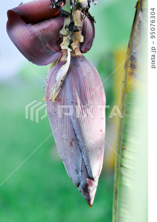 banana seed or banana plant, banana tree or Banana blossom 95076304