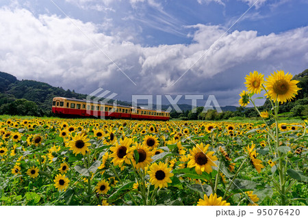 夏雲のひまわり畑と小湊鉄道　石神の菜の花畑 95076420