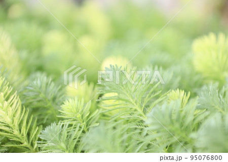 緑化 葉付き 植物 95076800