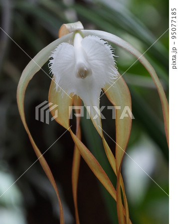ブラサボラ・ククラタ Brassavola cucullata ブラサボラ・ククラタ Brassavola cucullata 95077185