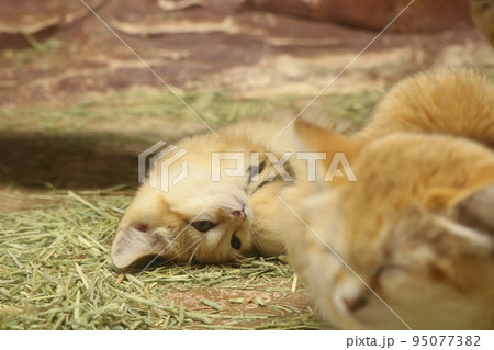 遊んで欲しい子どもスナネコ 遊んで欲しい子どもスナネコ 95077382