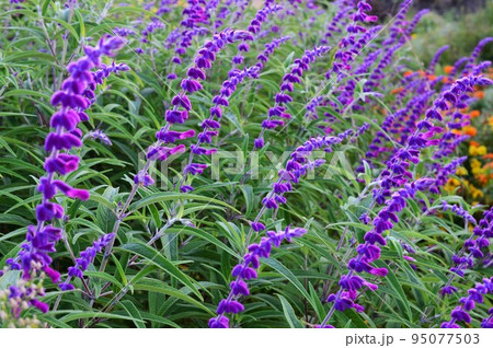 紫色の花を咲かせたアメジストセージ（サルビア・レウカンサ） 95077503