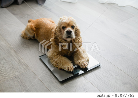 The dog lies on the floor scales at home. 95077765