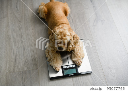 The dog lies on the floor scales at home. 95077766