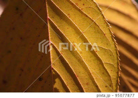 半分が影、半分は光が入った葉っぱのアップ 95077877