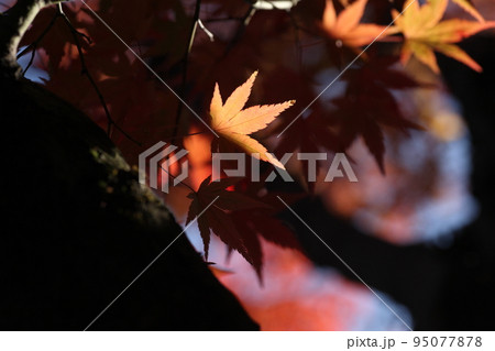 紅葉の葉が半分影になって葉が半分になってしまったかのうに見える 95077878