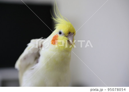 ペット お気に入り 愛玩動物 95078054