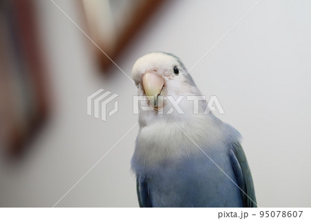 ペット お気に入り 愛玩動物 95078607