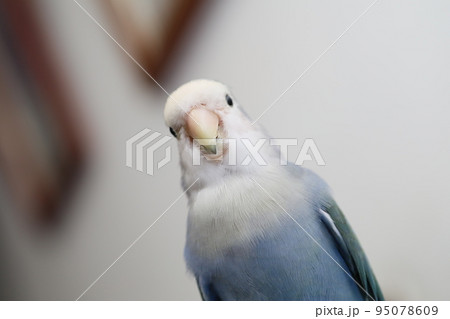 ペット お気に入り 愛玩動物 95078609