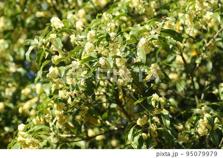 秋に甘く香る、ギンモクセイの花 95079979